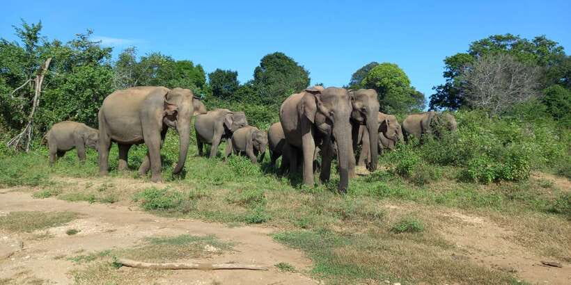 From Ella: Udawalawe National Park Safari Tour - Four hours among elephants and crocodiles