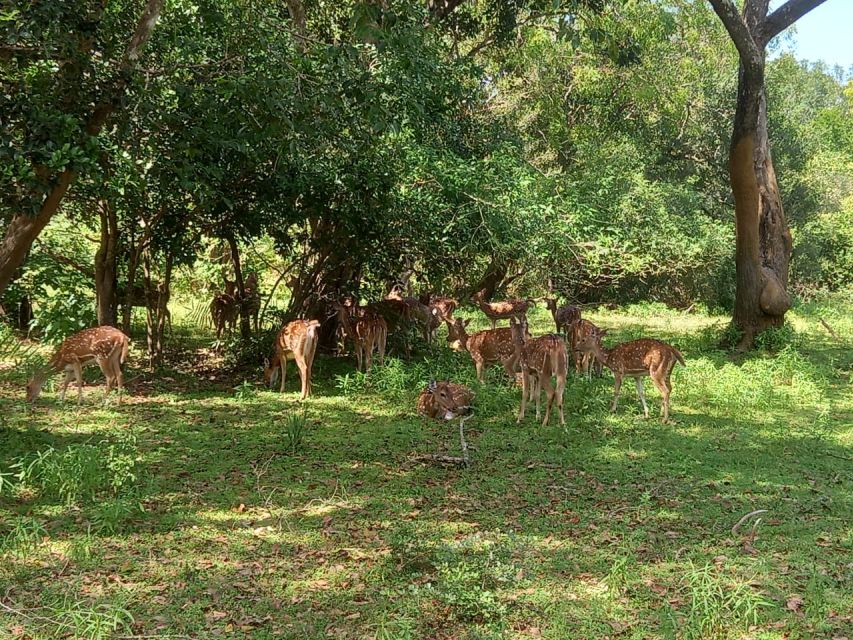 From Ella: Udawalawe National Park Safari Tour - What makes Gimhana’s guiding useful