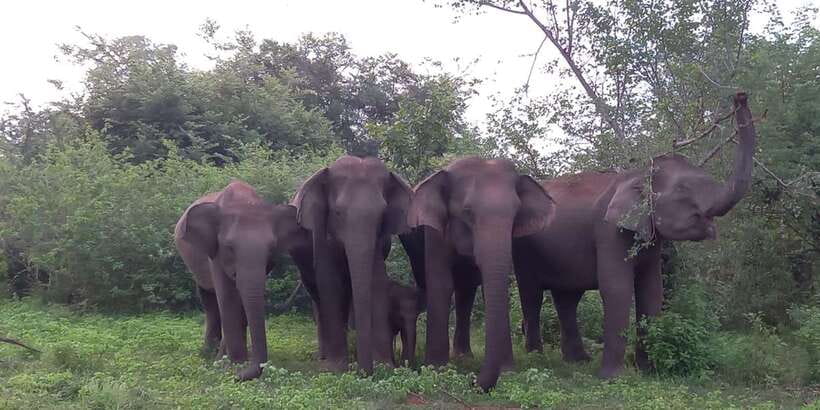 From Ella: Udawalawe National Park Safari Tour - The drive from Ella to the park