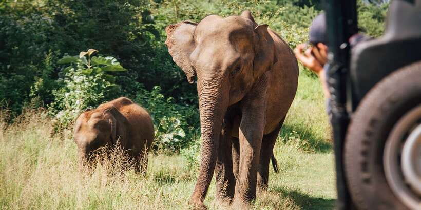 From Ella: Udawalawe Safari with Elephant Transit Home Visit - The eight-hour schedule and what it feels like