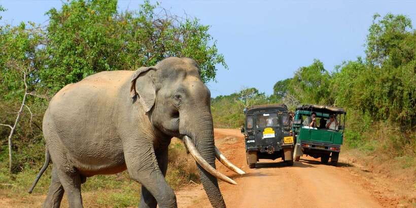 From Ella: Yala National Park Jeep Safari Tour - Why Yala Makes a Long Day From Ella Worth Considering