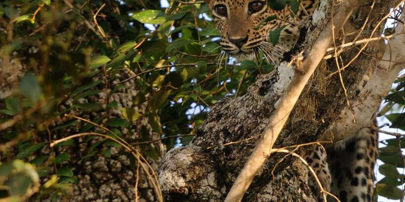 From Ella: Yala National Park Jeep Safari Tour - Booking Advice and Final Verdict