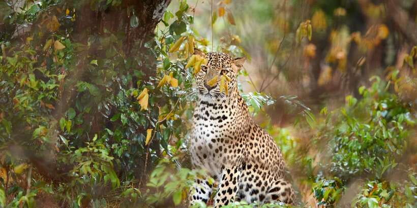 From Ella: Yala National Park Jeep Safari Tour - Leaving Ella for the Park