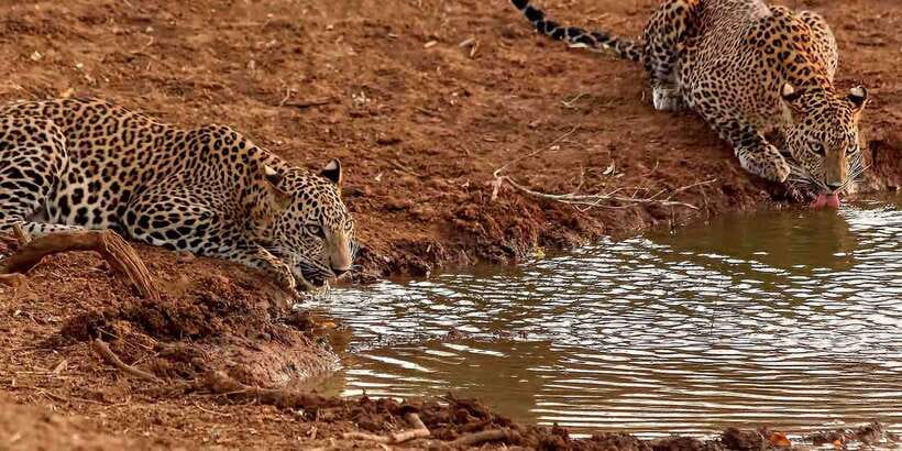 From Ella: Yala National Park Jeep Safari Tour - The Animals You Might See in Yala