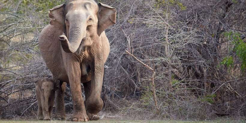From Ella: Yala National Park Jeep Safari Tour - What the $75 Price Really Covers