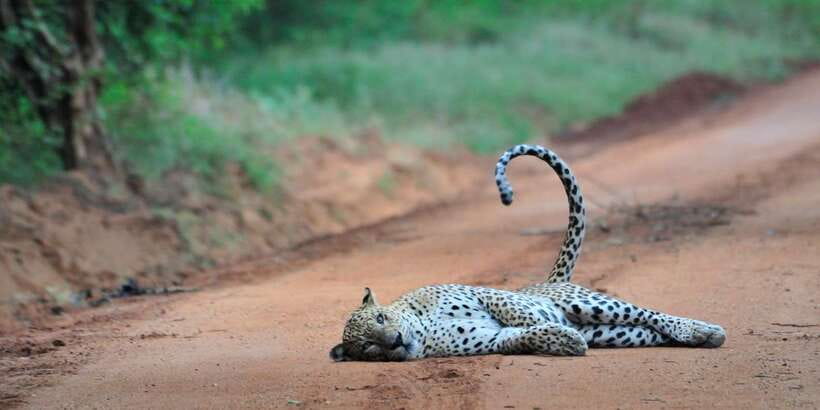 From Ella: Yala National Park Jeep Safari Tour - The Main Drawback: A Lot of Road for Four Hours of Wildlife