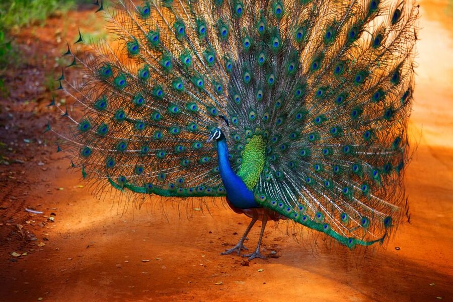 From Ella: Yala National Park Jeep Safari Tour - Who Will Get the Most From This Safari