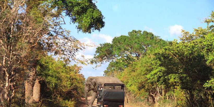 From Ella: Yala National Park Jeep Safari Tour - A Four-Hour Jeep Safari Starting Around 1 PM