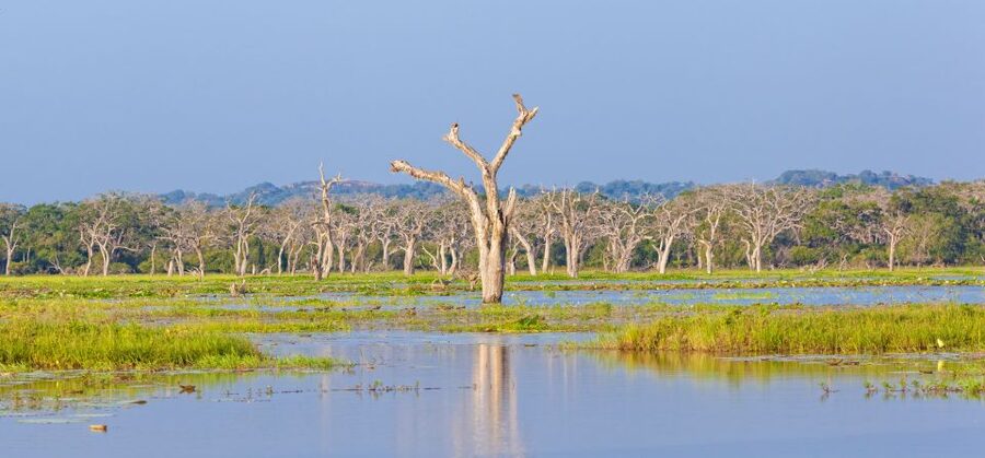 From Ella: Yala National Park Safari Tour in a 4x4 - Small details that make the day easier