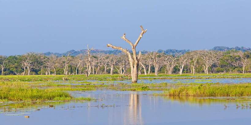 From Ella: Yala National Park Safari Tour in a 4x4 - What you might see beyond the leopard
