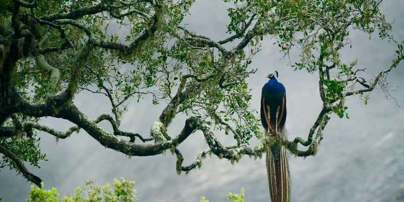 From Ella: Yala National Park Safari Tour in a 4x4 - Guides and the value of a private group
