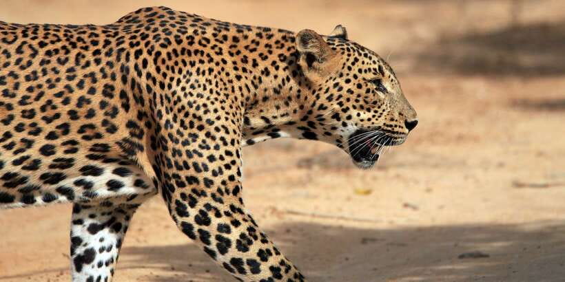 From Ella: Yala National Park Safari Tour in a 4x4 - The real price: $49 plus the park fee