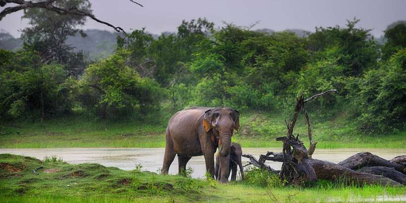 From Ella: Yala National Park Safari Tour in a 4x4 - Who should book this day trip from Ella