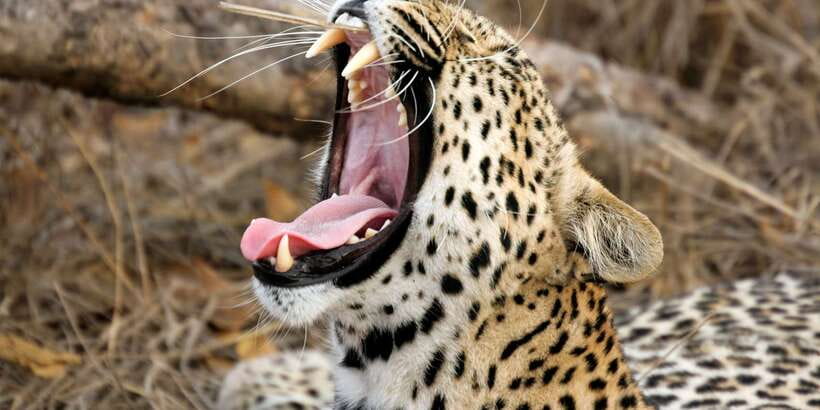 From Ella: Yala National Park Safari Tour in a 4x4 - Sunrise or afternoon: choosing your safari time