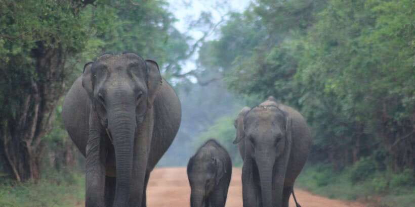 From: Ella - YALA Safari - Drop off: Arugam Bay / Arugambay - Key points at a glance