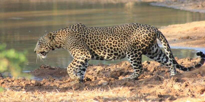 From: Ella - YALA Safari - Drop off: Arugam Bay / Arugambay - Why this Ella to Yala route makes sense