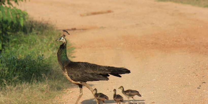 From: Ella - YALA Safari - Drop off: Arugam Bay / Arugambay - Entering Yala at opening time