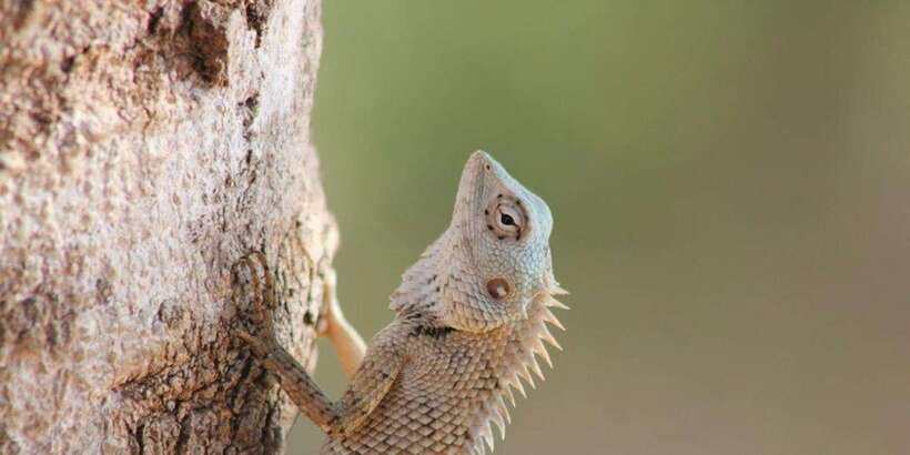 From: Ella - YALA Safari - Drop off: Arugam Bay / Arugambay - What the $110 price really covers