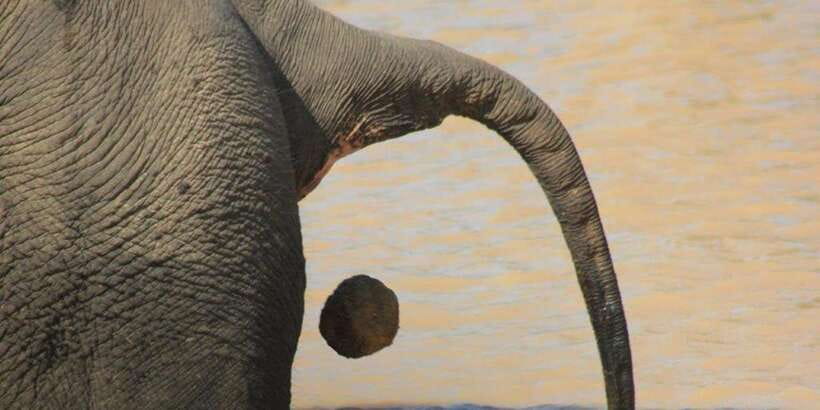 From: Ella - YALA Safari - Drop off: Arugam Bay / Arugambay - Guides, safety, and comfort