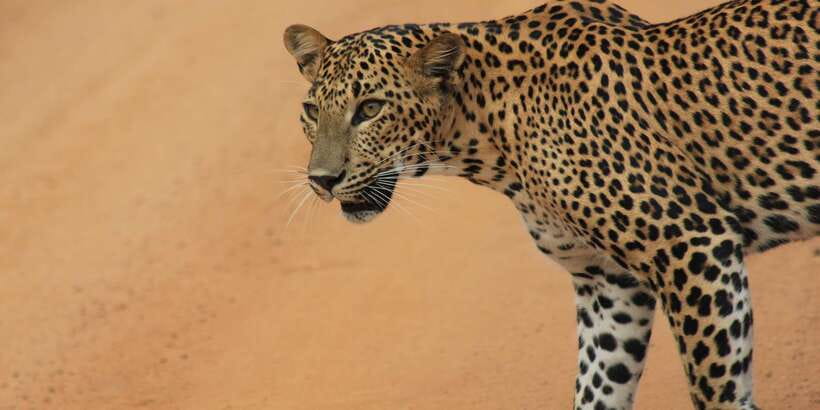 From: Ella - YALA Safari - Drop off: Arugam Bay / Arugambay - The 3 a.m. pickup and ride to Tissamaharama