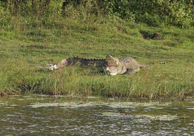 From Ella: Yala Safari Tour with Drop at Tangalle/Hiriketiya - Key points at a glance