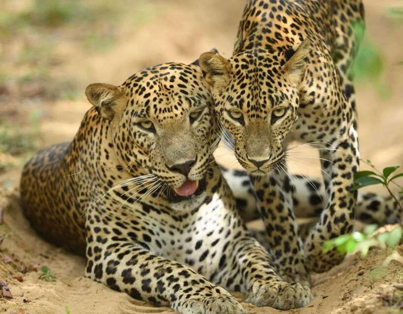 From Ella: Yala Safari Tour with Drop at Tangalle/Hiriketiya - Elephants, bears, crocodiles, and birdlife
