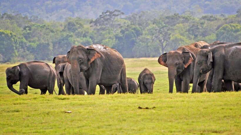 From Ella: Yala Safari Tour with Drop at Tangalle/Hiriketiya - What the four-hour safari feels like