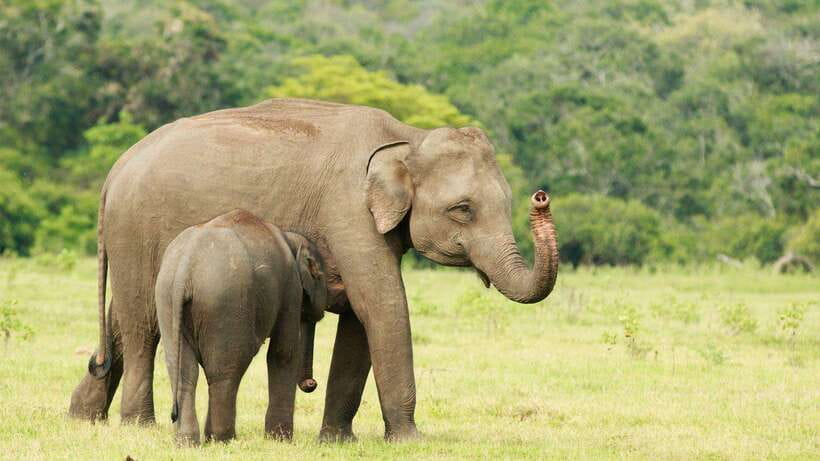 From Ella: Yala Safari Tour with Drop at Tangalle/Hiriketiya - Continuing to Tangalle or Hiriketiya