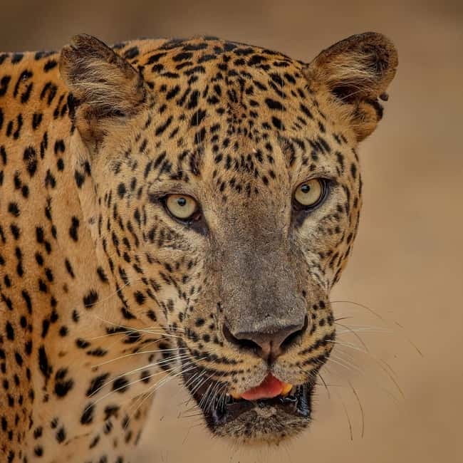 From Ella: Yala Safari & Transfer to Tangalle/Mirissa/Galle - Four hours inside Yala National Park