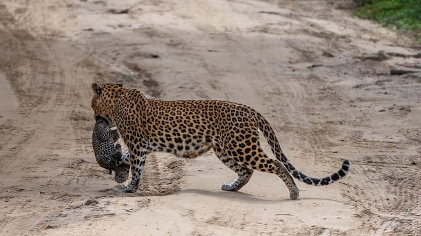 From Ella: Yala Safari & Transfer to Tangalle/Mirissa/Galle - Is the $29 fare a good deal?