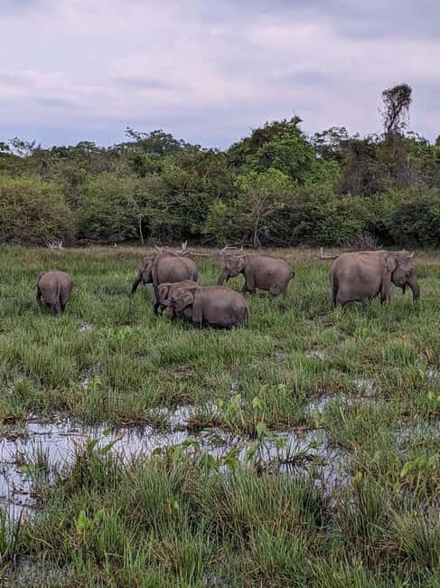 From Ella: Yala Safari & Transfer to Tangalle/Mirissa/Galle - Leaving Ella and stopping at Ravana Waterfall