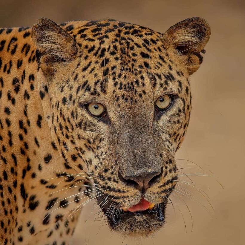 From Ella: Yala Safari with Tangalle/Mirissa/Galle Drop-off - Why this Ella to Yala route works so well