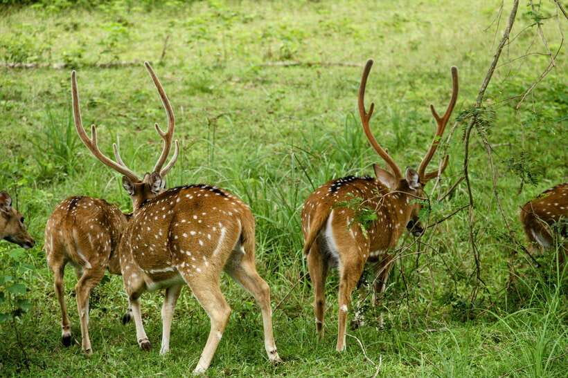 From Ella: Yala Safari with Tangalle/Mirissa/Galle Drop-off - What you might see in four hours