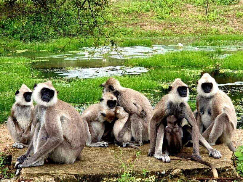 From Ella: Yala Safari with Tangalle/Mirissa/Galle Drop-off - Food, breaks, and the long road south