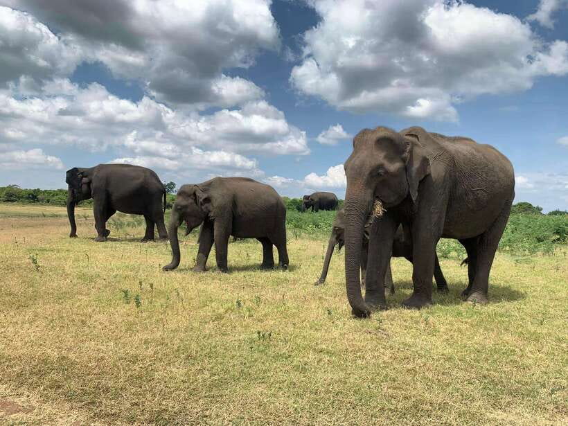 From Ella: Yala Safari with Tangalle/Mirissa/Galle Drop-off - Timing, comfort, and group expectations