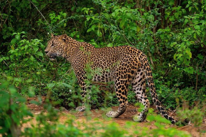From Ella: Yala Safari with Tangalle/Mirissa/Galle Drop-off - The early start from Ella