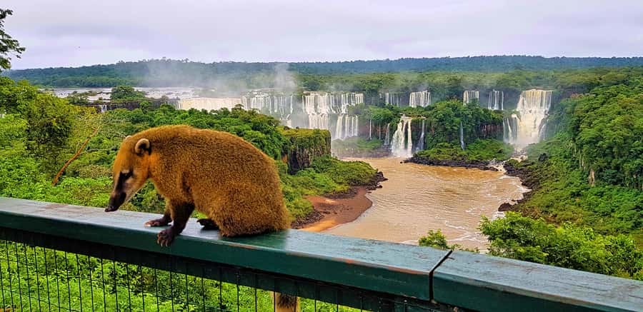From Foz do Iguazu: Brazil Iguazu Falls & Macuco Safari Boat - Key points to know before booking