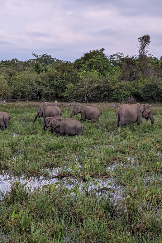 From Galle/ Mirissa/ Tangalle : Udawalawa Safari & Drop Ella - A reservoir pause before the hills