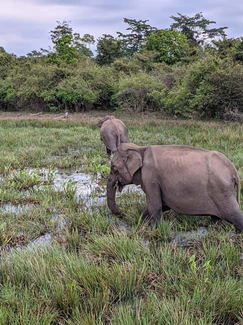 From Galle/ Mirissa/ Tangalle : Udawalawa Safari & Drop Ella - The final drive to Ella