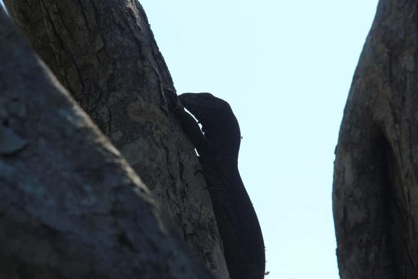 From Galle/ Mirissa/ Tangalle : Udawalawa Safari & Drop Ella - What the $46 price really covers