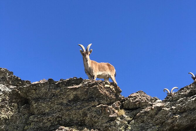 From Granada: Sierra Nevada Safari tour up to 2500 meters high - Who should book this experience?