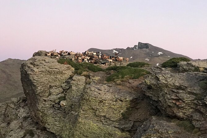 From Granada: Sierra Nevada Safari tour up to 2500 meters high - Sierra Nevada National Park, from forest to open mountain