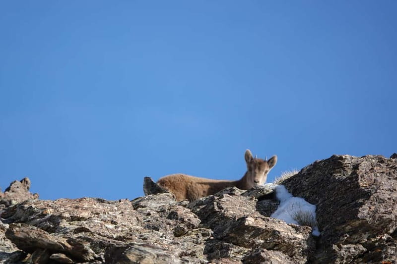 From Granada: Sierra Nevada Safari up to 2500 meters high - What the road and vehicle are really like