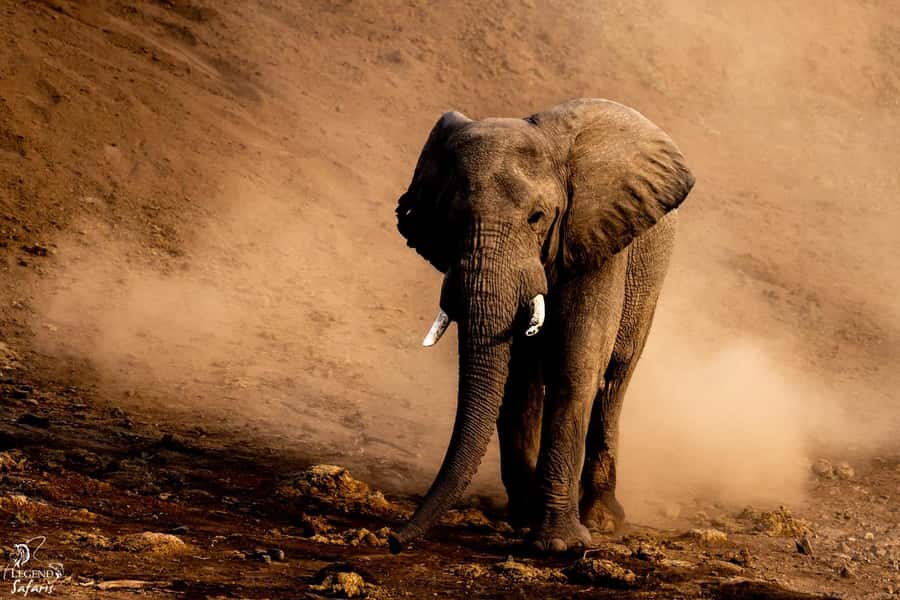 From Hazyview: Kruger National Park Full-Day Safari - What the guide adds to the game drive