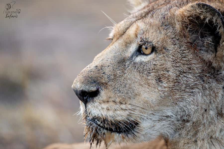 From Hazyview: Kruger National Park Morning Half-Day Safari - Six hours on the search for wildlife