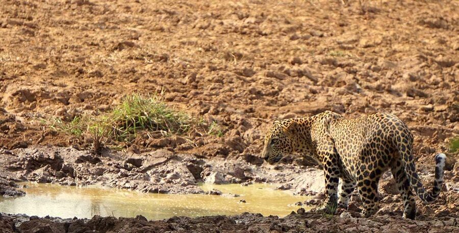 From Hikkaduwa/Mirissa/Galle/Tangalle - Yala Leopard Safari - Who will enjoy this Yala safari