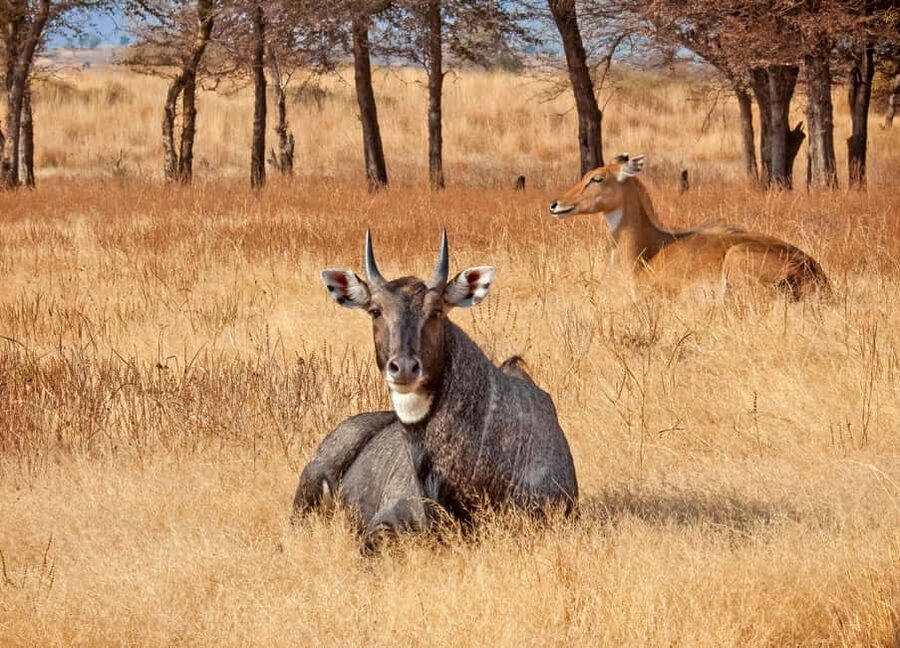 From Jaipur: One Day Trip to Ranthambore Tiger Safari - Key points to know before booking