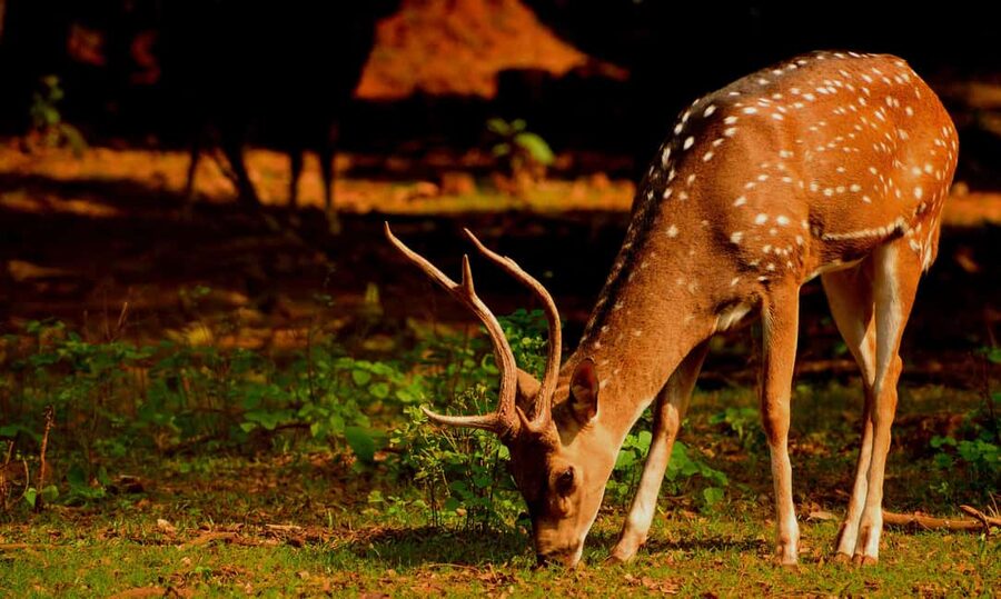 From Jaipur: One Day Trip to Ranthambore Tiger Safari - Who should book this experience