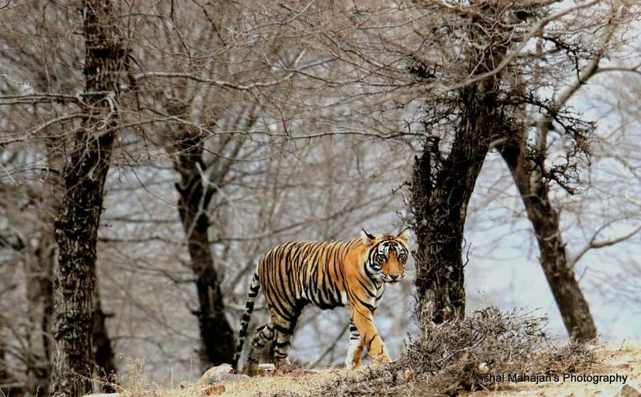 From Jaipur: One Day Trip to Ranthambore Tiger Safari - Why Ranthambore makes a worthwhile day trip from Jaipur