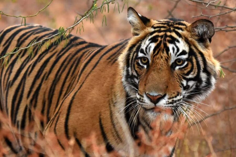 From Jaipur: One Day Trip to Ranthambore Tiger Safari - Arriving at Sawai Madhopur and preparing for entry